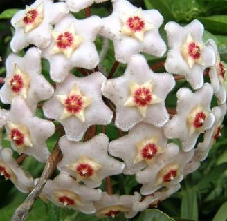 caracteristicas de la clepia o flor de cera de la china