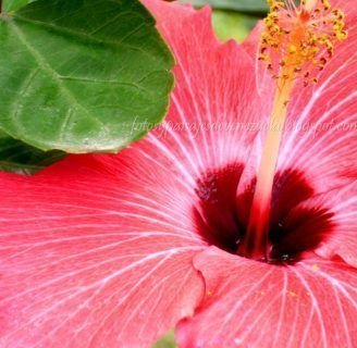 caracteristicas de la flor cayena amapola o rosa de China