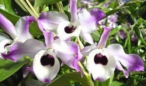 clases de orquideas-4