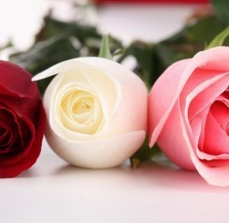 clasificacion de las rosas y los rosales en la actualidad