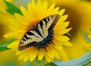 clasificacion del girasol
