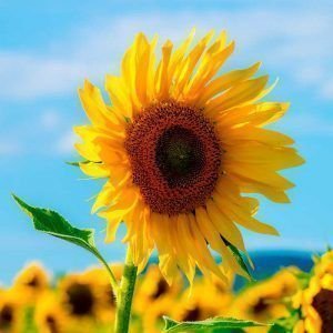 clasificacion del girasol-5