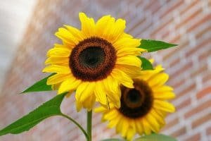 clasificacion del girasol-6