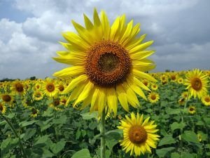 clasificacion del girasol-9