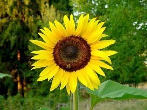 clasificacion taxonomica del girasol-2