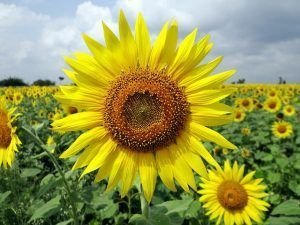 clasificacion taxonomica del girasol