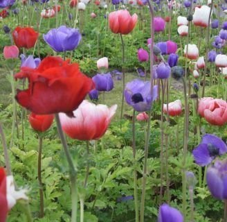color de la amapola papaver somniferum o adormidera