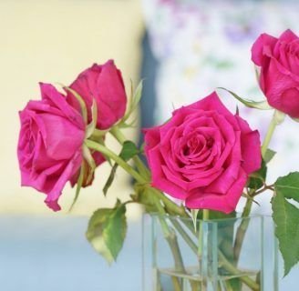 como conservar las rosas frescas por mas tiempo en el jarron