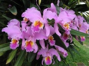 como cortar las orquideas-3