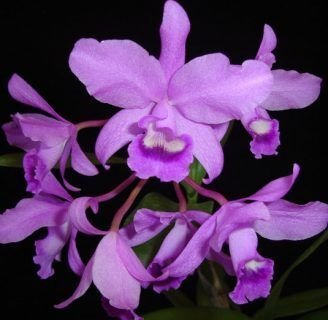 como cuidar la orquidea cattleya la mas popular de los aficionados