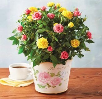 como cuidar las rosas en maceta en el interior del hogar