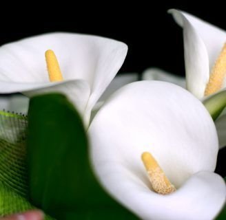 como cultivar cartuchos blancos en macetas para el interior