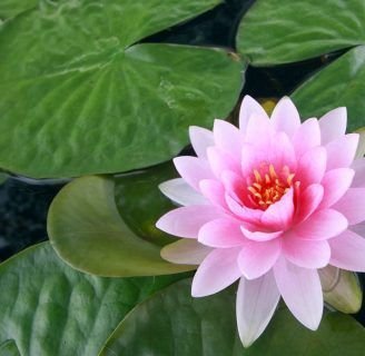 como es la flor de lirio o nenufar que florece en los rios