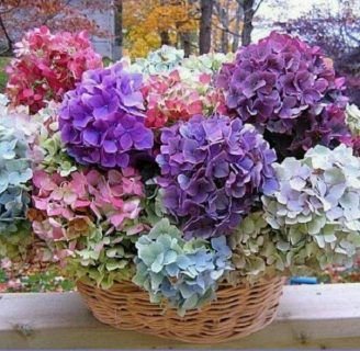 como hacer florecer las hortensias cultivadas en casa