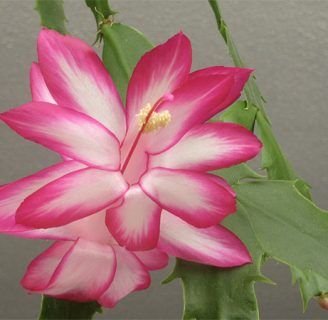 como plantar flor de maio una flor confundida con la orquidea