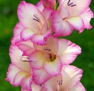 como plantar gladiolos para conseguir un bonito jardin