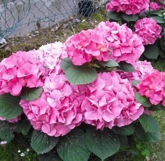 como plantar hortensias en un jardin o en macetas