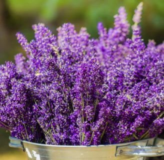 como reproducir la lavanda con exito en nuestra casa