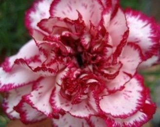 principales caracteristicas de los claveles rojos y blancos