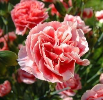 significado de los claveles rosas