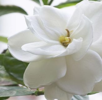 Gardenia: Propiedades, cuidados, significado y mucho más