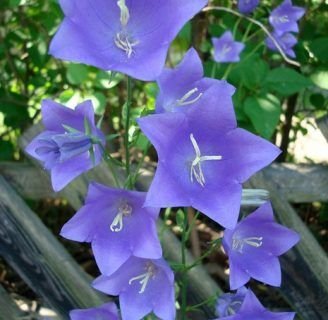 Flor de campanilla: Cuidados, significado y mucho más de la especie