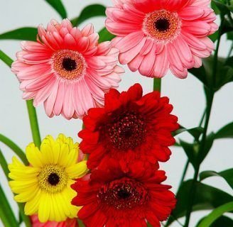 Gerbera: Cuidados, cultivo, semillas y mucho más