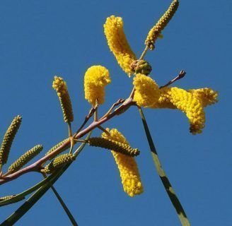 Acacia acuminata: Todo lo que necesitas saber de esta especie