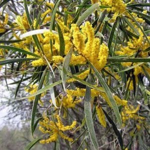 acacia acuminata flores