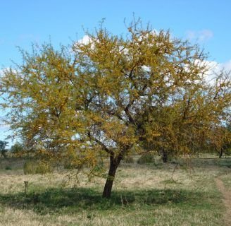 Acacia caven: Todo lo que debes saber de este arbusto serrano