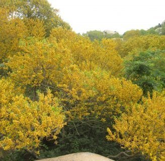 Acacia confusa: Descubre la diversidad de usos y peligros que posee