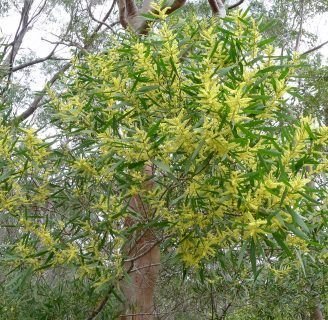 Acacia longifolia: Todo lo que debes saber de este árbol perenne