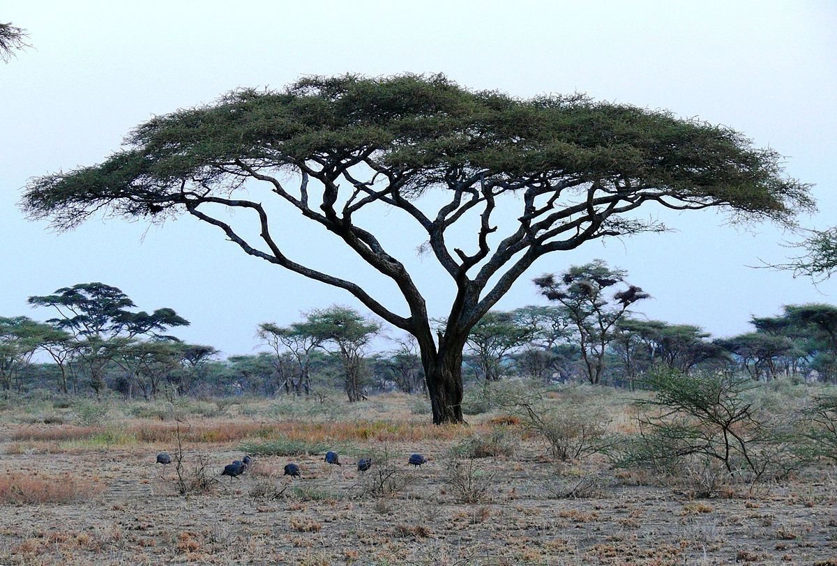 Acacia tortilis o africana 