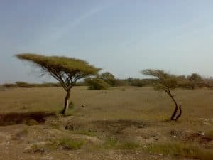 acacia tortilis o africana árboles