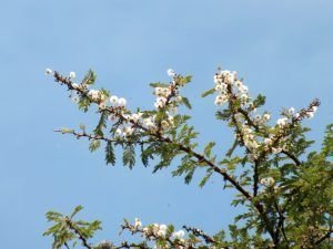 acacia tortilis o africana flor