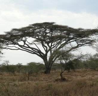 Acacia tortilis o africana: Todo lo que debes saber de la especie