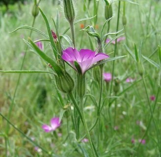 Agrostemma githago: Lo que debes saber de esta peligrosa planta