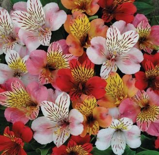 Alstroemerias (Rosa o Híbrida): Conoce todo sobre esta especie