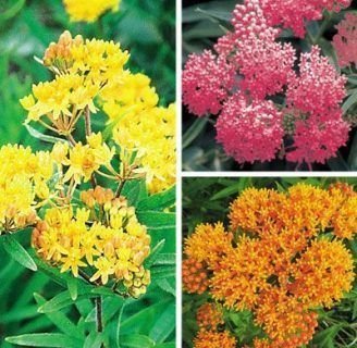 Las asclepias: Todo lo que necesitas saber de esta especie de plantas
