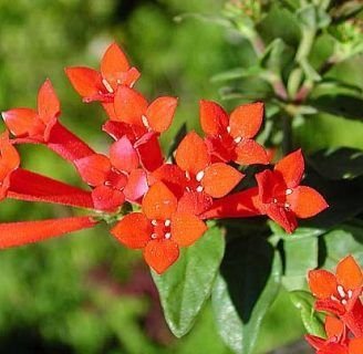 Bouvardia ternifolia:  Todo lo que necesitas saber de esta flor