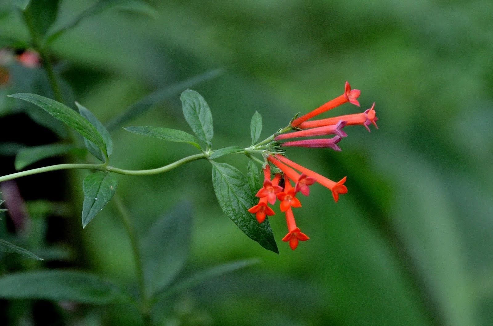 Bouvardia ternifolia-4