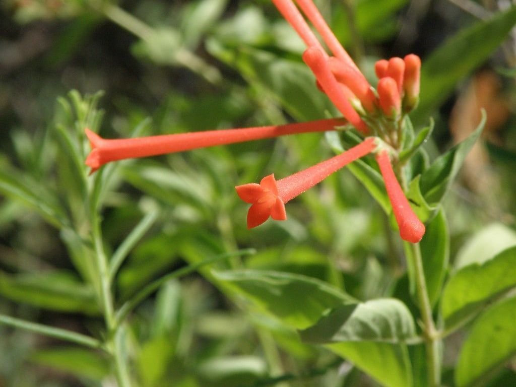 Bouvardia ternifolia-7