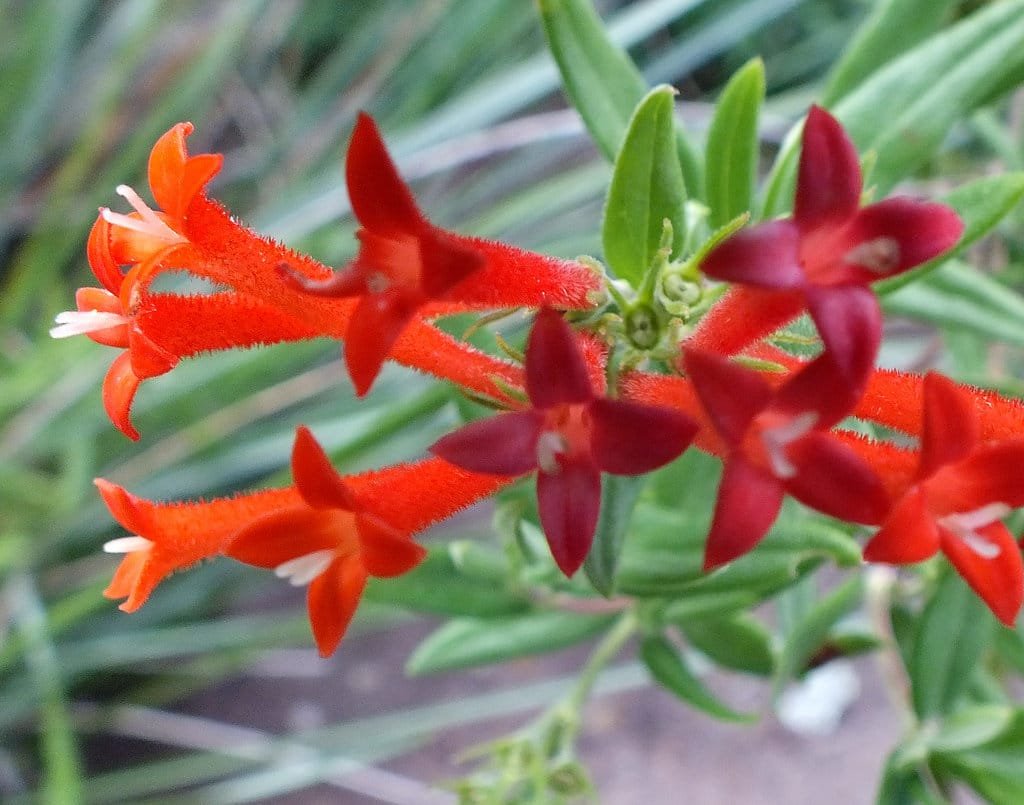 Bouvardia ternifolia