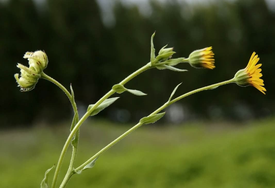 Caléndula arvensis-2