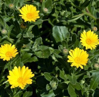 Caléndula arvensis: Lo que necesitas saber de la especie de planta