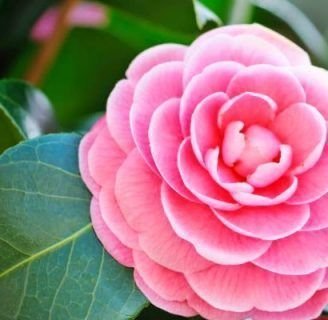 Flor de camelia: Todo sobre sus cuidados, significado y mucho más