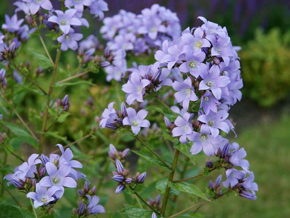 Campanula latifolia-2