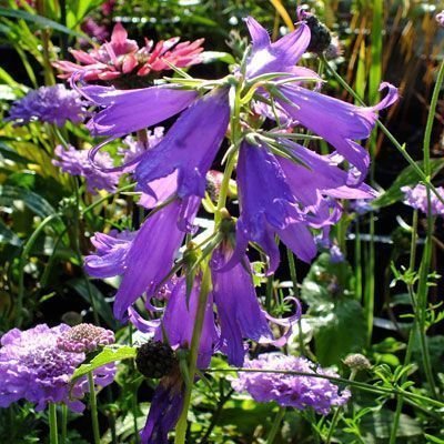 Campanula latifolia-5