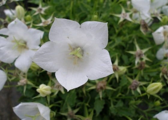 campanula latifolia-6