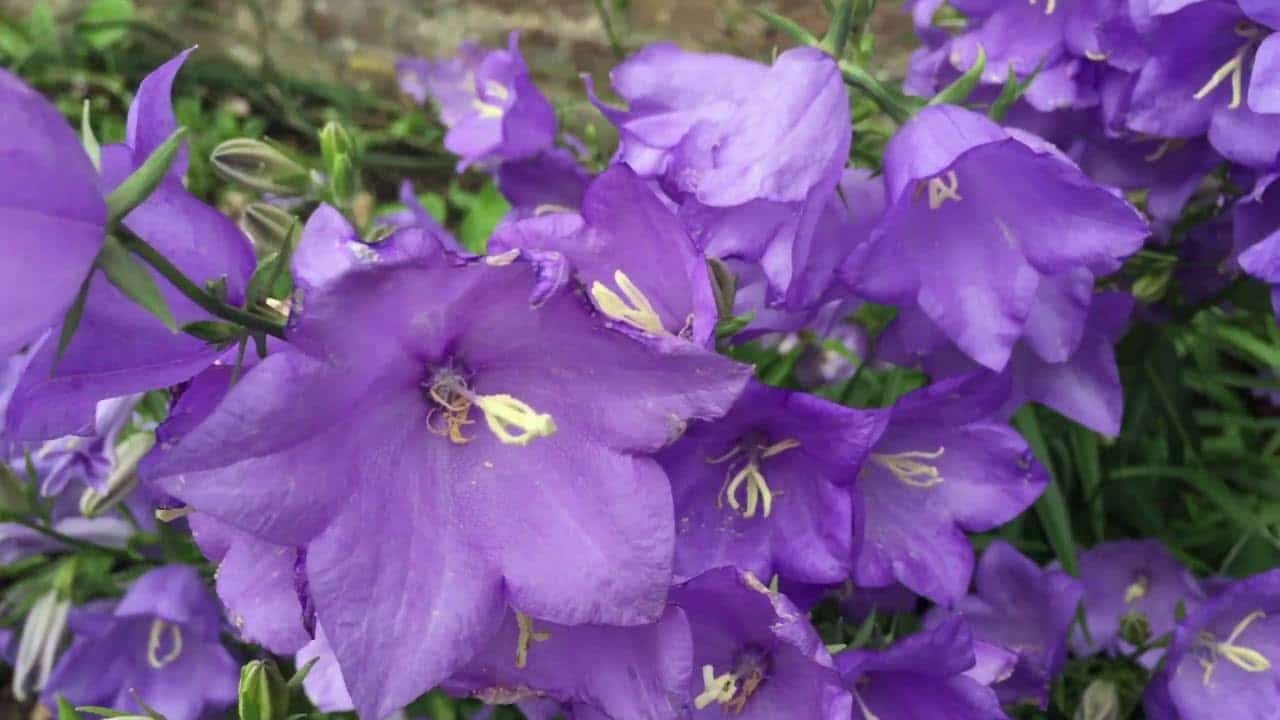 Campanula latifolia-7